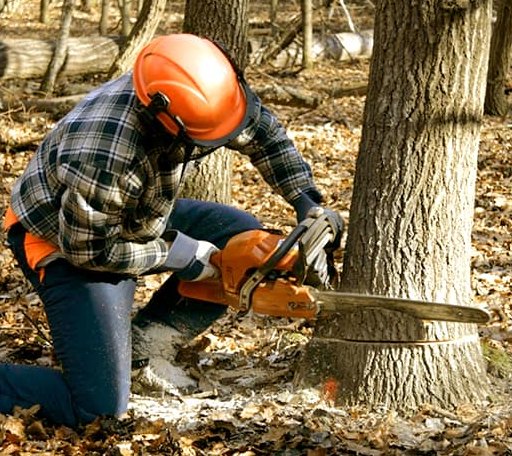 Tree Removal in Confluence, PA